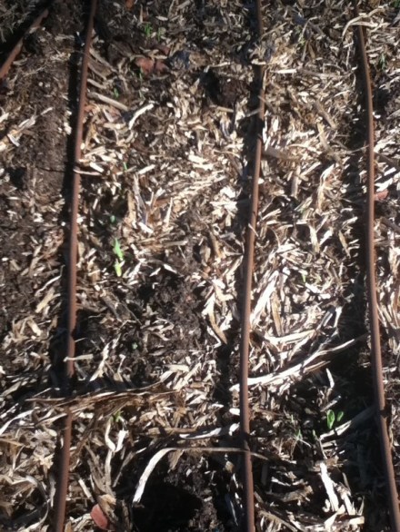 baby corn sproutings
