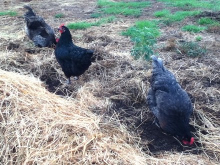 Chickens scratching in the hay