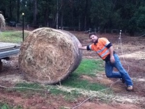 New hay roll, before being dented by a greedy horse's head
